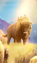 Buffalo Win